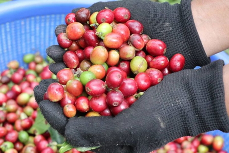 Giá nông sản ngày 31/8/2026: Cà phê xa rời mốc 100.000 đồng/kg