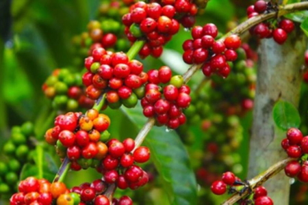 Giá nông sản ngày 1/9/2026: Cà phê đảo chiều tăng nhẹ sau chuỗi ngày giảm