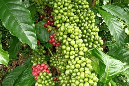 Giá nông sản ngày 5/9/2026: Cà phê tiếp tục lao dốc, heo hơi tái lập mốc 60.000 đồng/kg