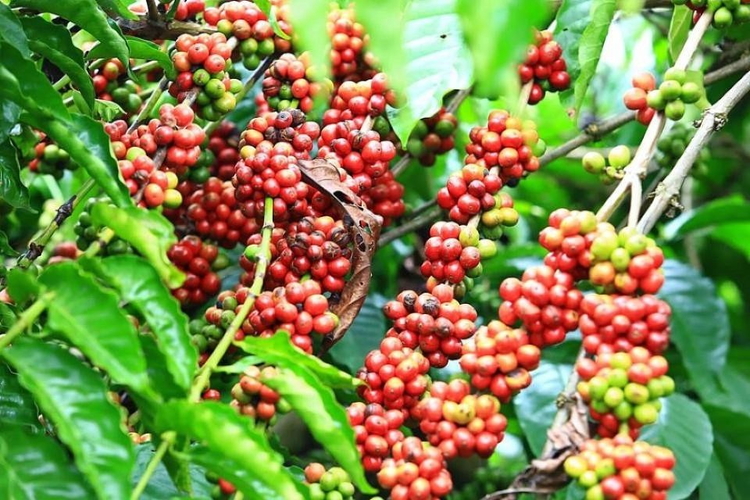 Giá nông sản ngày 12/9/2026: Cà phê và hồ tiêu neo cao, heo hơi mất mốc 60.000 đồng/kg