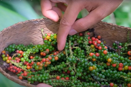 Giá nông sản ngày 14/9/2026: Cà phê và hồ tiêu giữ vững đà tăng trong tuần