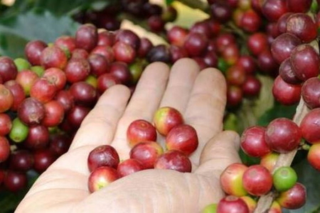 Giá nông sản ngày 15/9/2026: Cà phê và hồ tiêu tiếp tục đi ngang