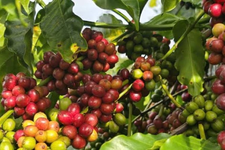 Giá nông sản ngày 16/9/2026: Cà phê và heo hơi đồng loạt tăng