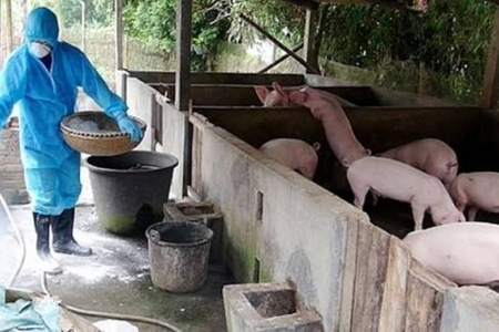 Chính sách hỗ trợ người chăn nuôi bị thiệt hại do Dịch tả lợn Châu Phi