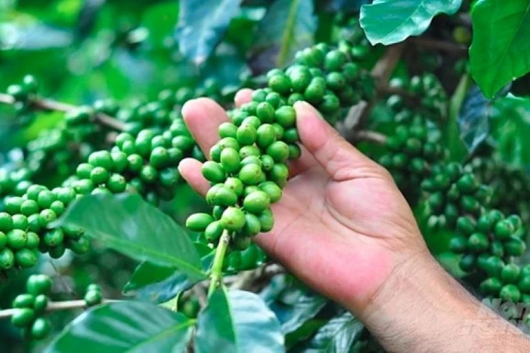 Giá nông sản ngày 19/9/2026: Cà phê tiếp tục giảm, rơi sâu khỏi mốc 95.000 đồng/kg