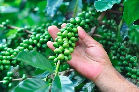 Giá nông sản ngày 19/9/2026: Cà phê tiếp tục giảm, rơi sâu khỏi mốc 95.000 đồng/kg