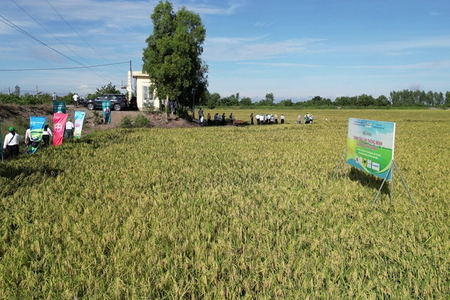 Canh tác lúa thông minh, phát thải thấp giúp nông dân Tây Ninh tăng lợi nhuận hơn 27%