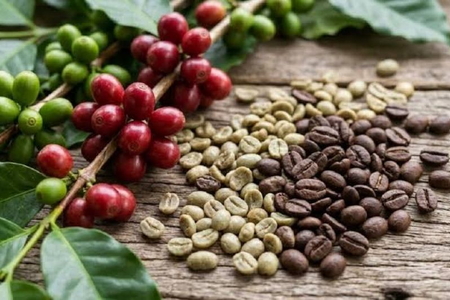 Giá nông sản ngày 21/9/2026: Cà phê mất mốc 94.000 đồng/kg
