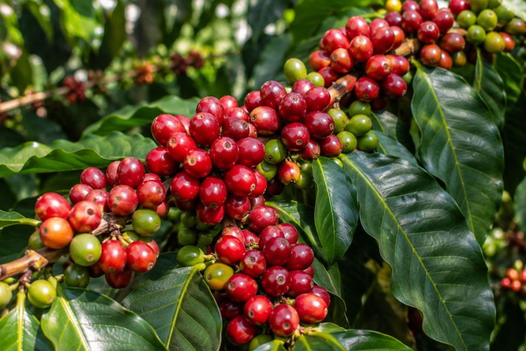 Giá nông sản ngày 22/9/2026: Cà phê và hồ tiêu đi ngang