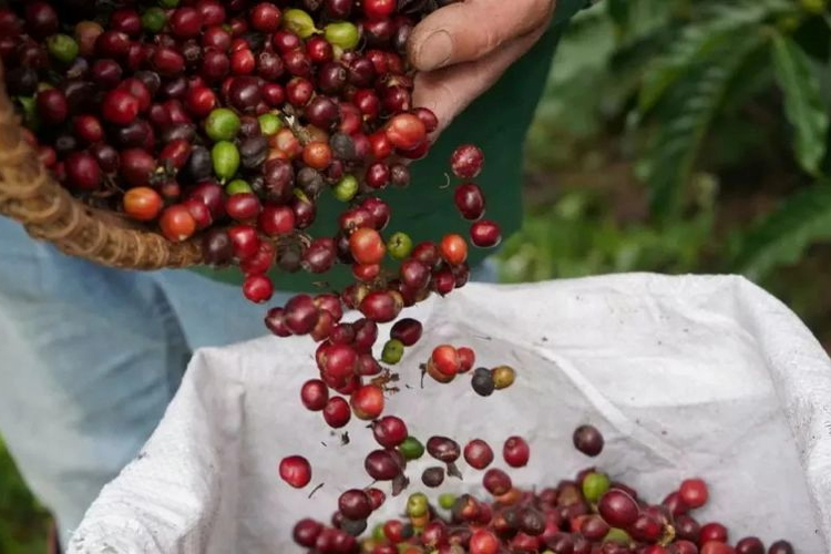 Giá nông sản ngày 24/9/2026: Cà phê và hồ tiêu đồng loạt giảm sâu