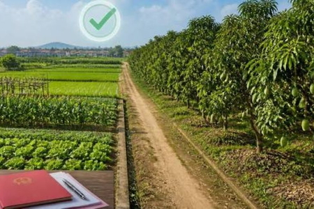 Không quy định xử phạt khi chuyển đất trồng cây hằng năm sang lâu năm