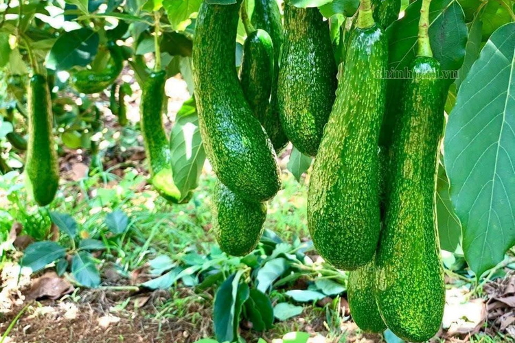 Xuất khẩu nông nghiệp 9 tháng: Chuyển từ lợi thế sản lượng sang giá trị
