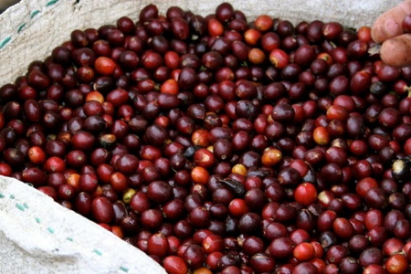 Giá nông sản ngày 30/9/2026: Cà phê bật tăng lấy lại mốc 94.000 đồng/kg
