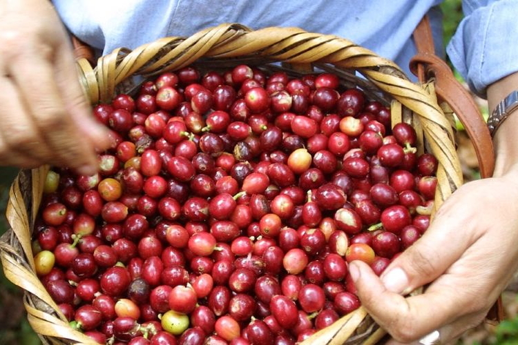 Giá nông sản ngày 2/10/2026: Cà phê bật tăng mạnh, heo hơi tiếp tục giảm rộng