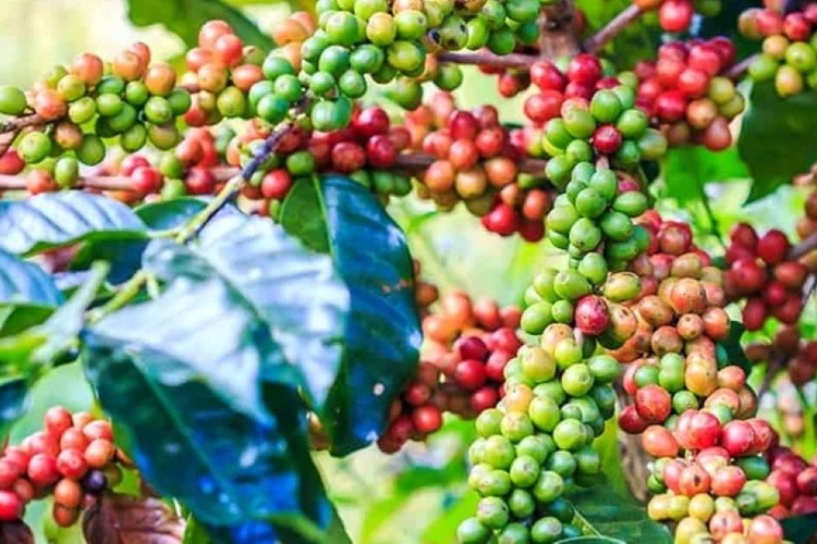Giá nông sản ngày 6/10/2026: Cà phê đi ngang, heo hơi hạ nhiệt
