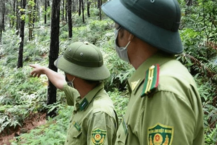 Tốt nghiệp chuyên ngành nào phù hợp vị trí công chức kiểm lâm?