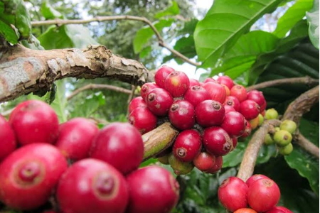 Giá nông sản ngày 21/10/2026: Cà phê bật tăng