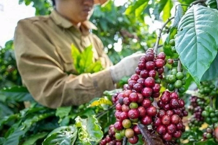 Giá nông sản ngày 30/10/2026: Cà phê đánh mất mốc 89.000 đồng/kg