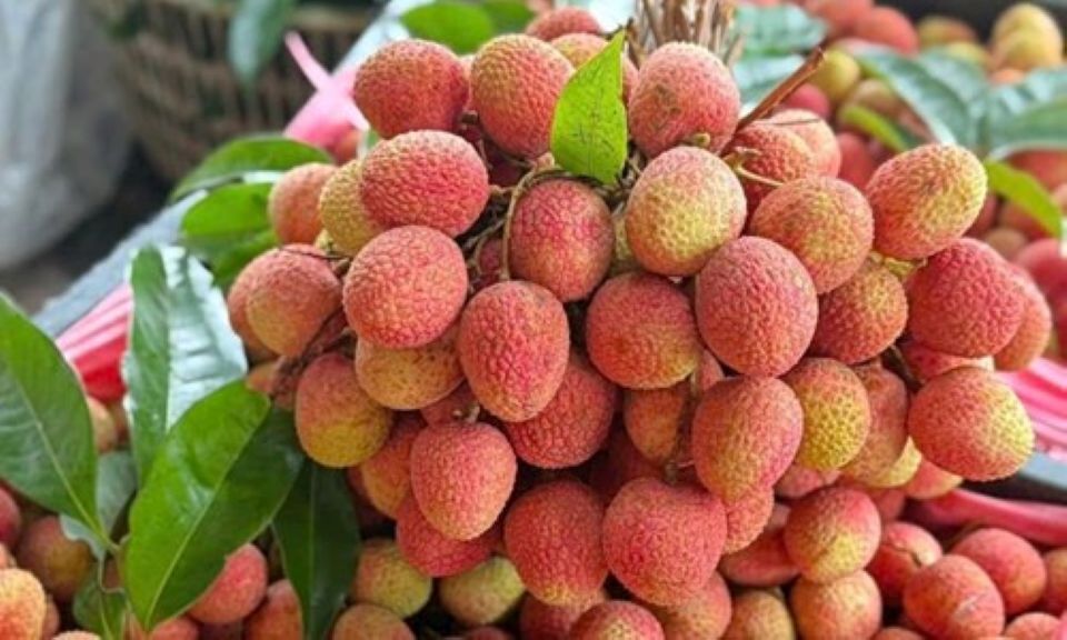 Vải thiều mất mùa năm 2026: Sản lượng giảm 50%, giá bán lập đỉnh 210.000  đồng/