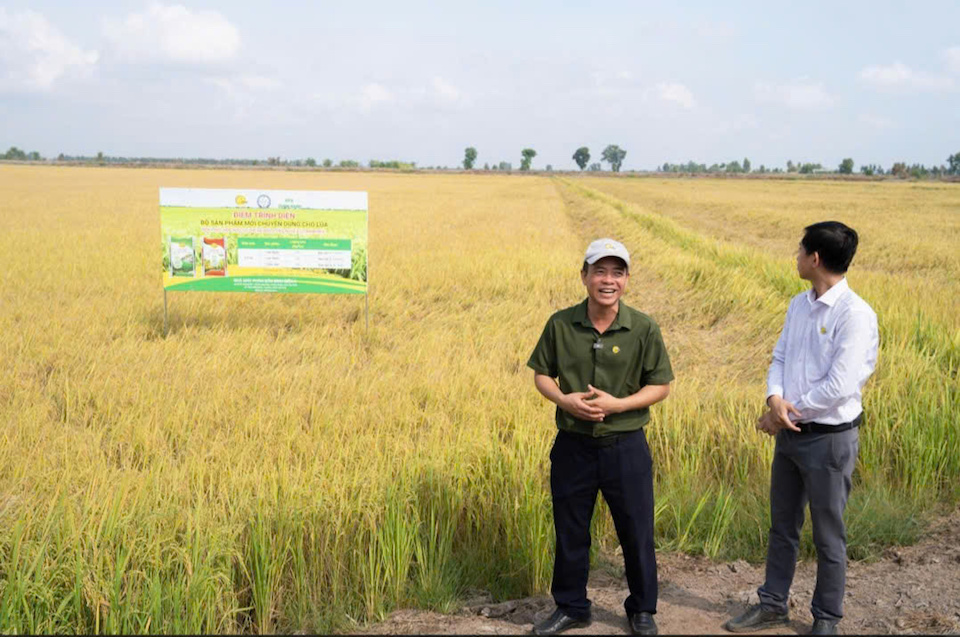 Hội thảo đầu bờ - Nhìn tận mắt hiệu quả từ mô hình trình diễn Lúa Xanh – Chắc Hạt