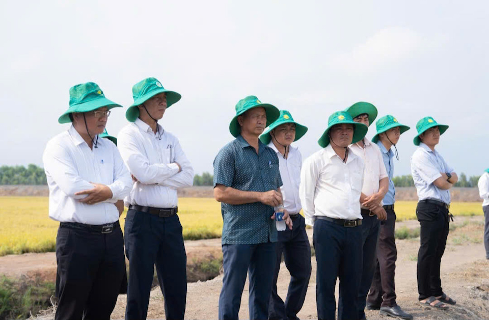 Hội thảo đầu bờ - Nhìn tận mắt hiệu quả từ mô hình trình diễn Lúa Xanh – Chắc Hạt
