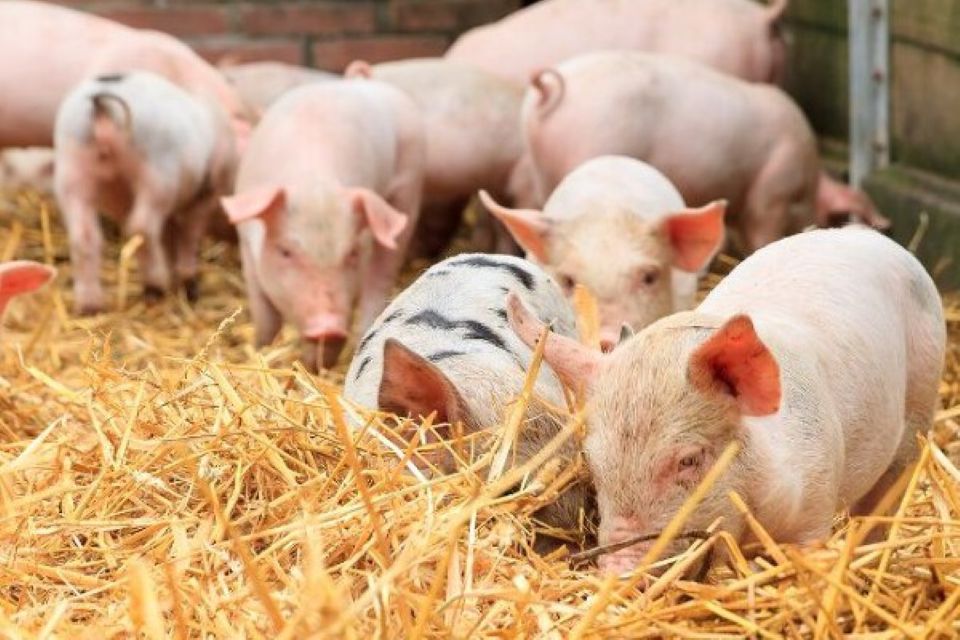 Giá heo hơi hôm nay 18/5/2026: Thị trường sẽ quay về mốc 62.000 đồng/kg?