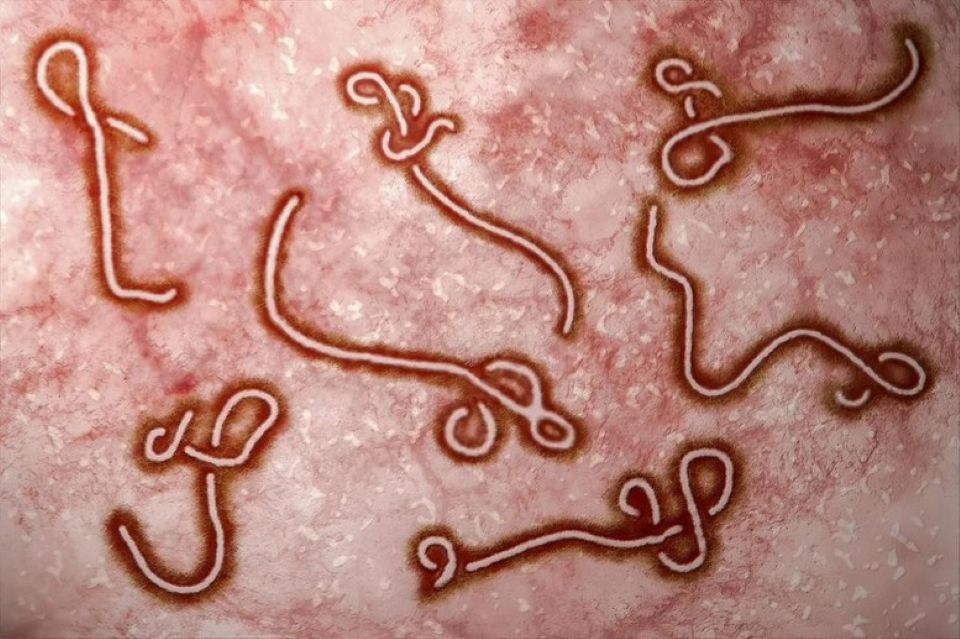 WHO báo động khẩn về Ebola ở châu Phi, Việt Nam tăng giám sát cửa khẩu