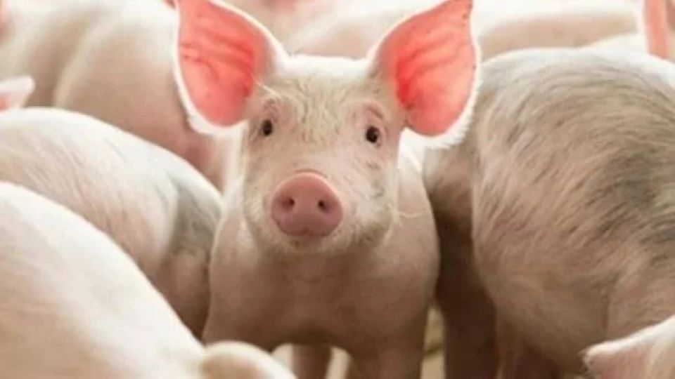 Giá heo hơi ngày 21/5/2026: Đồng loạt tăng trên cả 3 miền