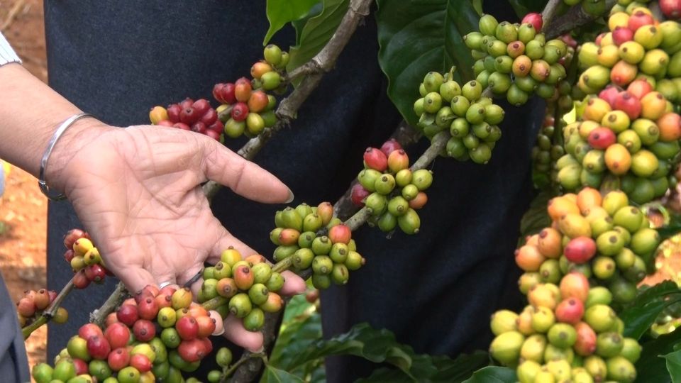 Giá nông sản 23/5/2026: Cà phê bật tăng, hồ tiêu tiếp tục ổn định
