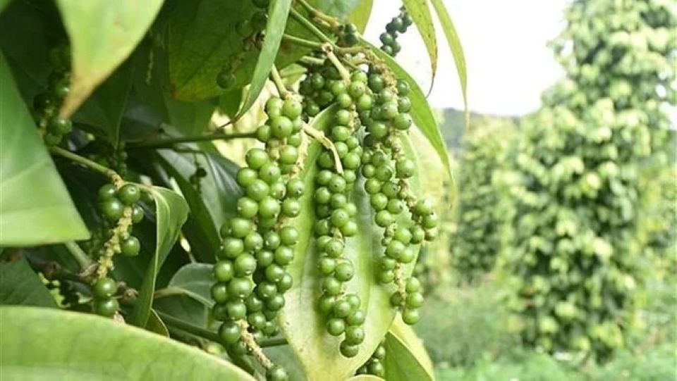 Giá nông sản ngày 25/5/2026: Cà phê tăng nhẹ, hồ tiêu neo ở mức cao
