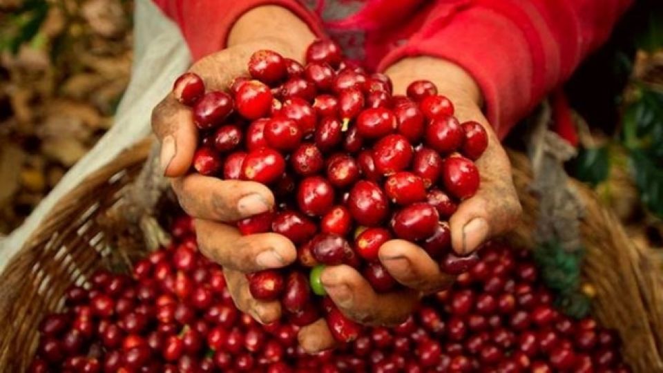 Giá nông sản hôm nay 29/5/2026: Cà phê đảo chiều giảm, hồ tiêu neo ở mức cao