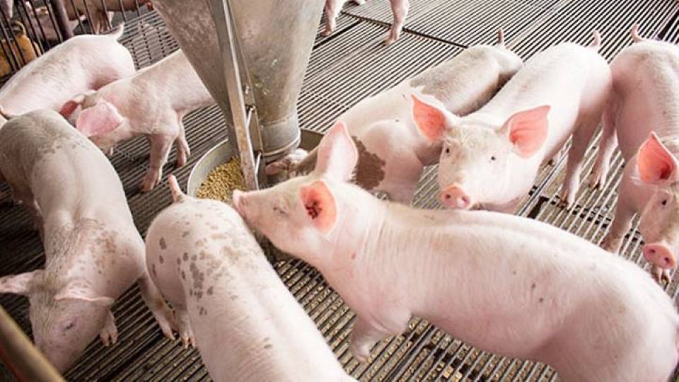 Giá heo hơi hôm nay 29/5/2026: Tiếp tục giảm tại miền Bắc