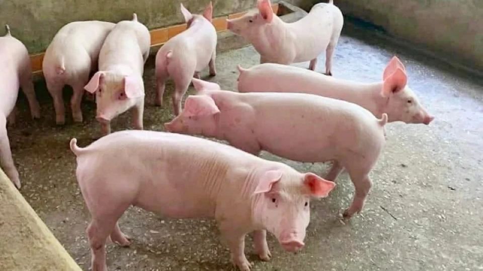Giá heo hơi ngày 31/5/2026: Đà giảm tiếp diễn tại nhiều địa phương