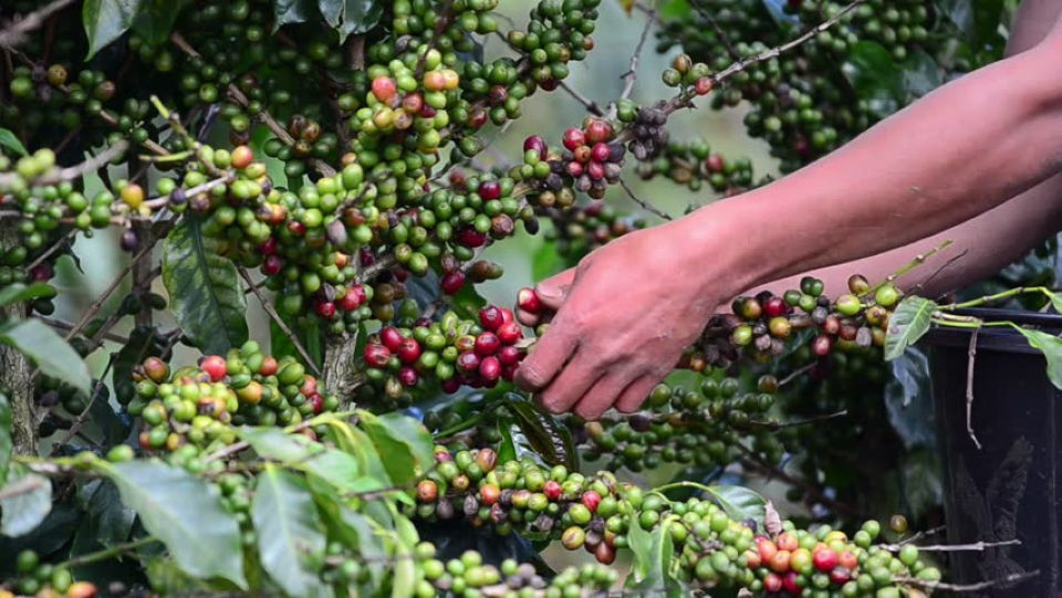 Giá nông sản ngày 5/6/2026: Cà phê lao dốc mạnh, heo hơi tiếp tục hạ nhiệt