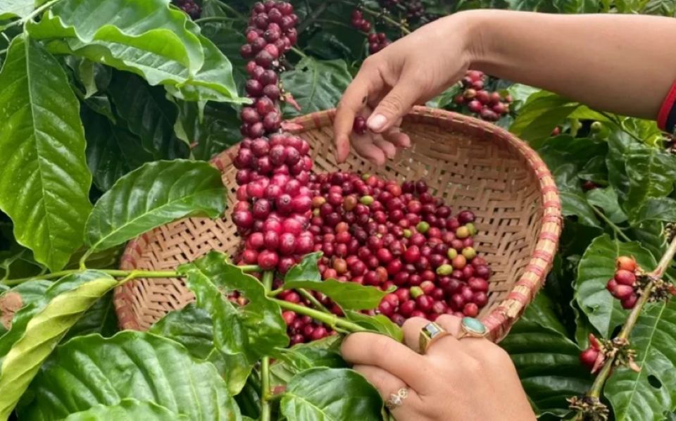 Giá nông sản hôm nay ngày 7/6/2026: Cà phê chạm đáy, heo hơi tiếp tục hạ nhiệt