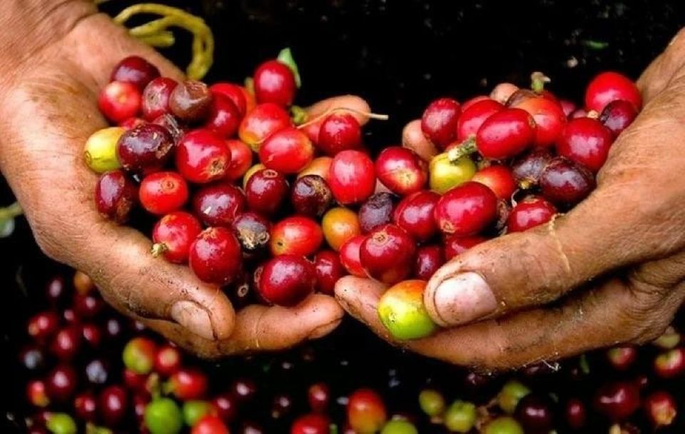 Giá nông sản ngày 13/6/2026: Cà phê lấy lại đà tăng, hồ tiêu và heo hơi neo cao