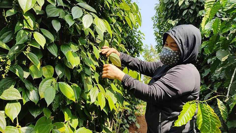 Giá nông sản ngày 15/6/2026: Cà phê và hồ tiêu tăng mạnh, heo hơi lặng sóng