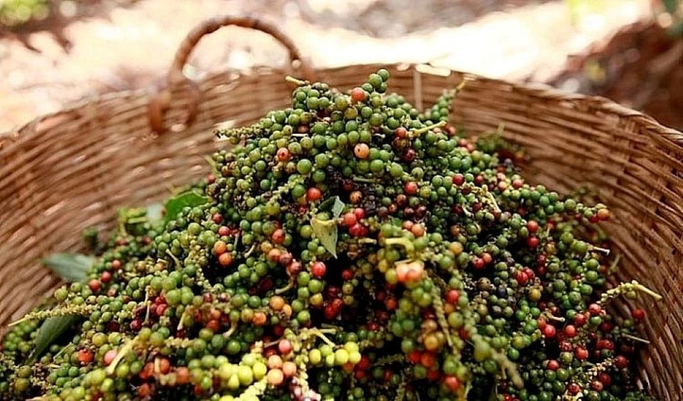 Giá nông sản ngày 16/6/2026: Cà phê dừng đà tăng, heo hơi miền Nam đồng loạt giảm giá