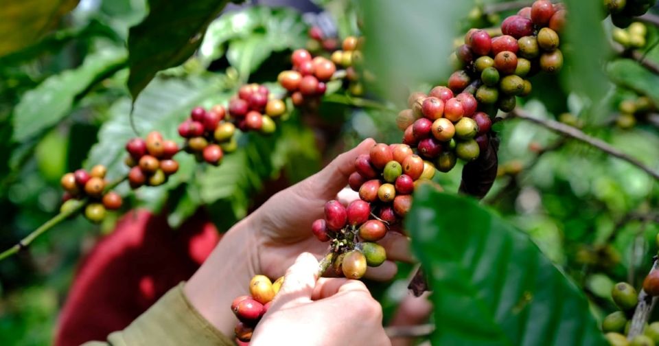Giá nông sản ngày 20/6/2026: Cà phê cán mốc 90.000 đồng/kg, hồ tiêu và heo hơi lặng sóng