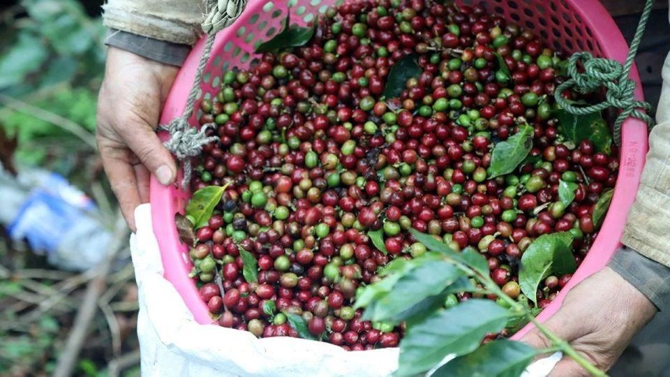 Giá nông sản ngày 21/6/2026: Cà phê neo ở mốc cao, hồ tiêu bất ngờ lao dốc