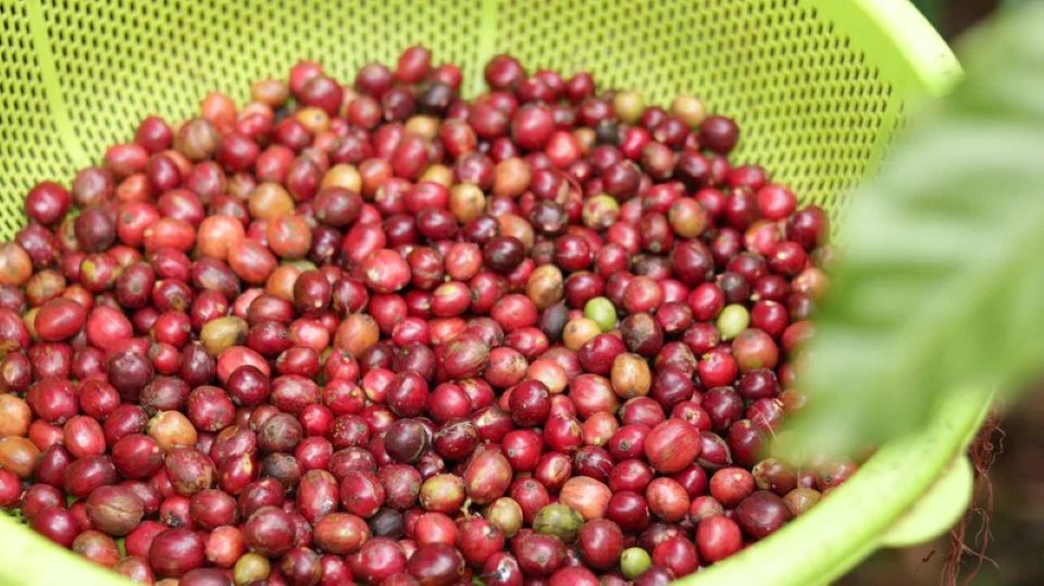 Giá nông sản ngày 23/6/2026: Cà phê đảo chiều tăng nhẹ, heo hơi thiết lập đỉnh mới