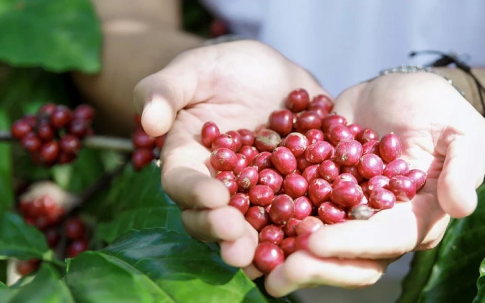 Giá nông sản ngày 25/6/2026: Cà phê và hồ tiêu đồng loạt lấy lại đà tăng