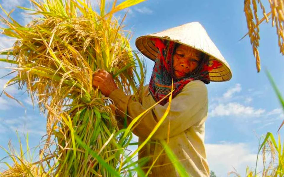 Kinh tế tập thể 2030: Chuyển mình từ "manh mún" sang "số hóa" và công nghệ cao