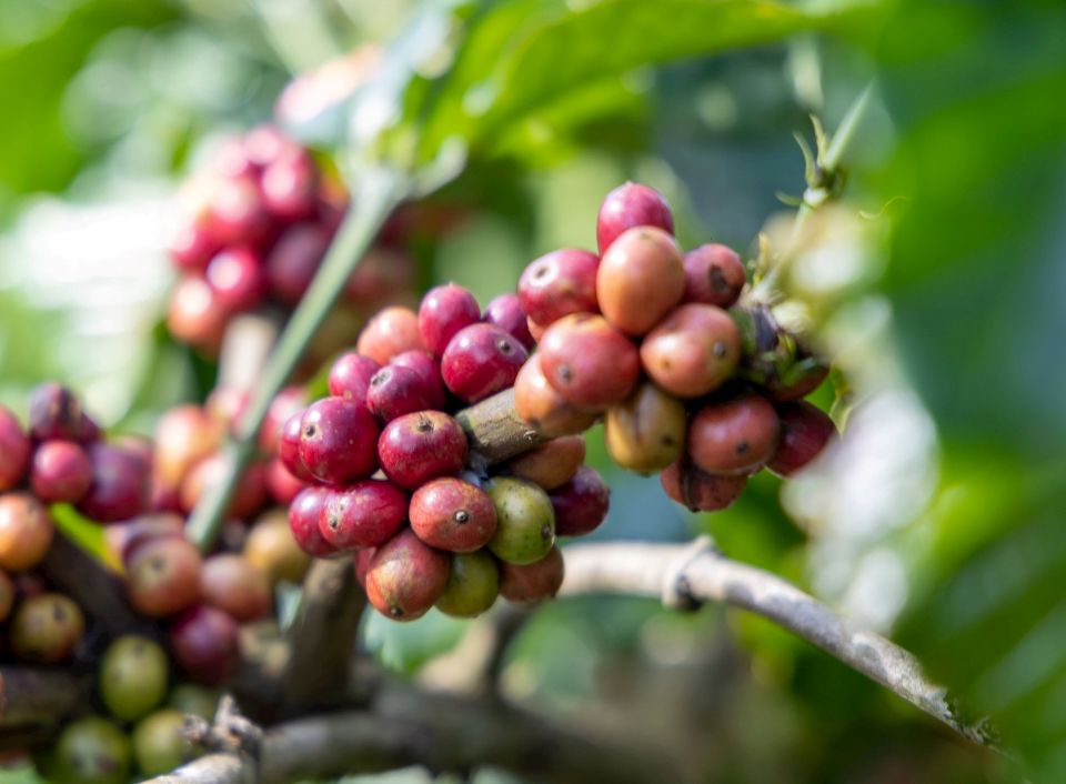 Giá nông sản ngày 26/6/2026: Cà phê bật tăng áp sát mốc 90.000 đồng/kg