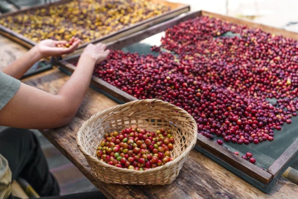 Giá nông sản ngày 27/6/2026: Cà phê vượt ngưỡng 90.000 đồng/kg, heo hơi miền Bắc tiếp tục hạ nhiệt