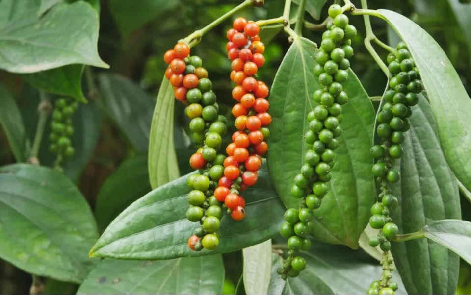 Giá nông sản ngày 27/6/2026: Cà phê vượt ngưỡng 90.000 đồng/kg, heo hơi miền Bắc tiếp tục hạ nhiệt
