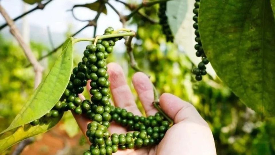 Giá nông sản ngày 28/6/2026: Cà phê đảo chiều giảm, heo hơi miền Bắc tiếp tục hạ nhiệt