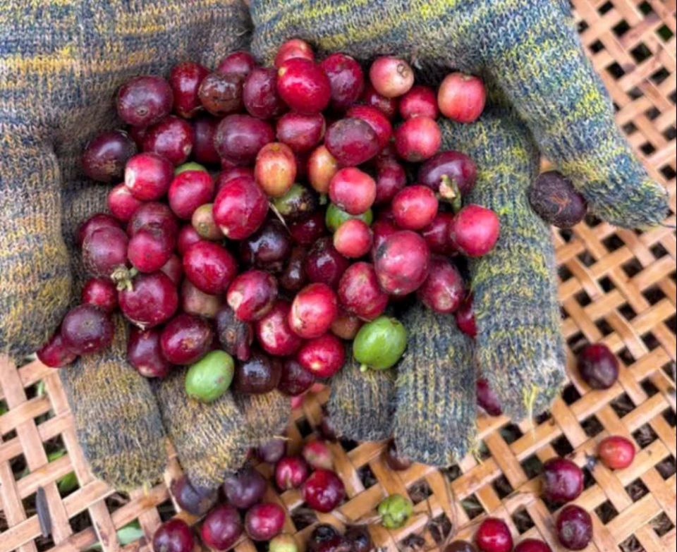 Giá nông sản ngày 4/7/2026: Cà phê chạm mốc 93.000 đồng/kg, heo hơi biến động trái chiều