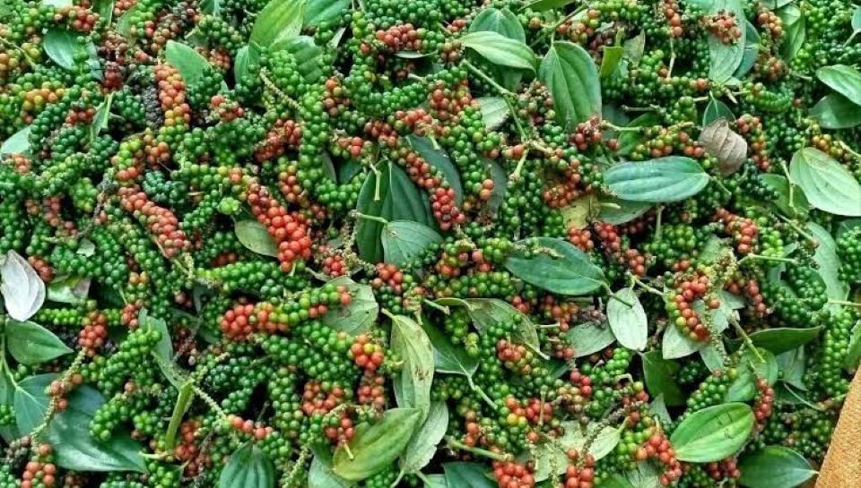 Giá nông sản ngày 4/7/2026: Cà phê chạm mốc 93.000 đồng/kg, heo hơi biến động trái chiều