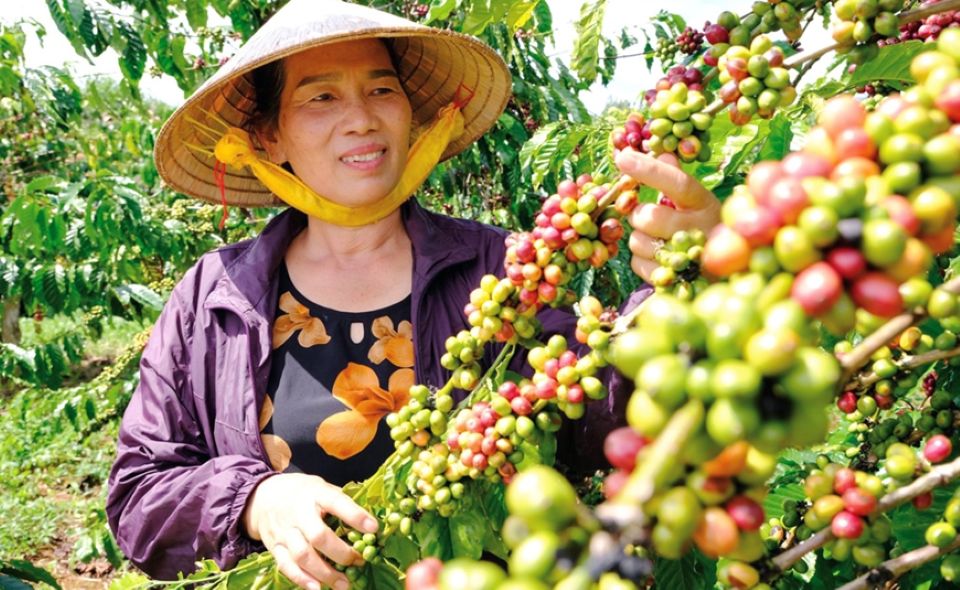 Giá nông sản ngày 12/7/2026: Cà phê đảo chiều giảm sâu